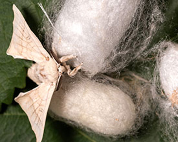 Elite professional service firms as “luxury cocoons”